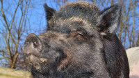 prase divoké boar-284685 1280